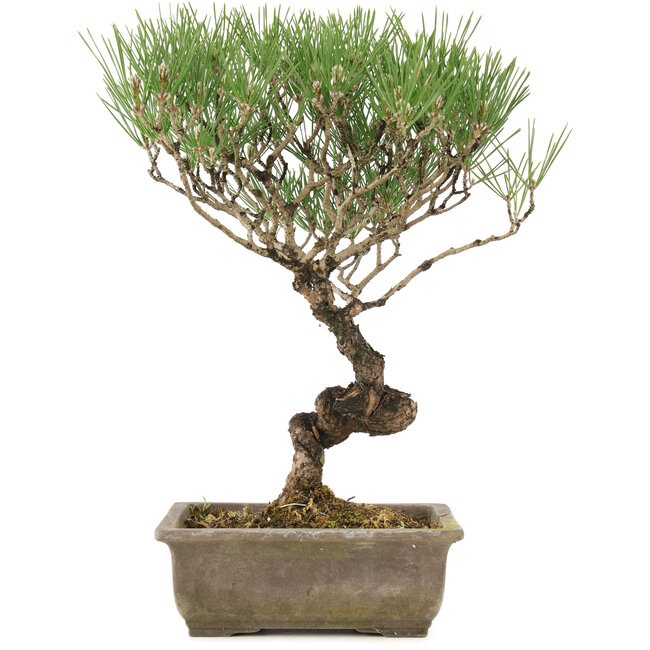 Pinus thunbergii, 35 cm, ± 20 jaar oud