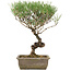 Pinus thunbergii, 35 cm, ± 20 jaar oud