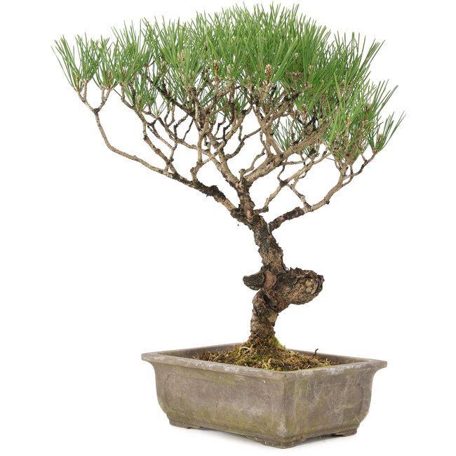 Pinus thunbergii, 35 cm, ± 20 años