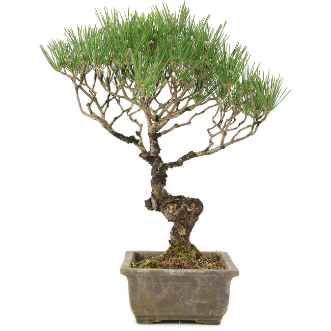 Pinus thunbergii, 35 cm, ± 20 anni