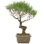 Pinus thunbergii, 35 cm, ± 20 Jahre alt