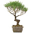 Pinus thunbergii, 35 cm, ± 20 years old