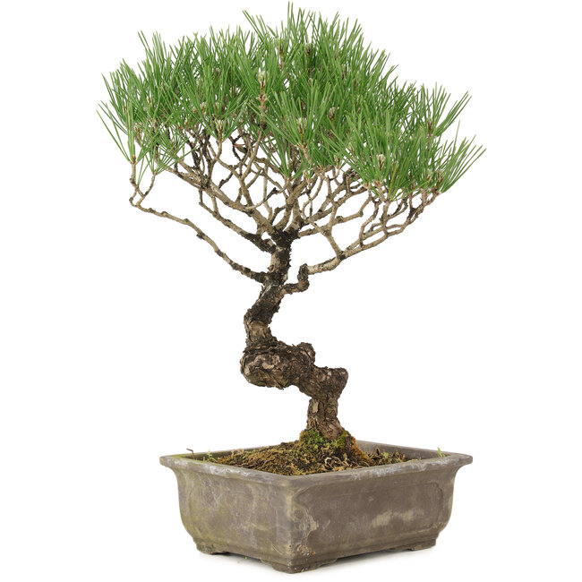 Pinus thunbergii, 35 cm, ± 20 años