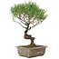 Pinus thunbergii, 35 cm, ± 20 jaar oud