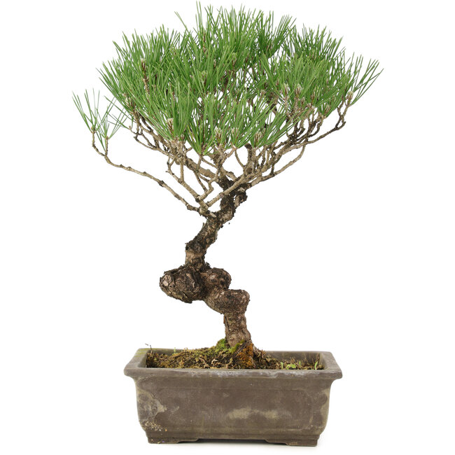 Pinus thunbergii, 35 cm, ± 20 jaar oud