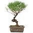 Pinus thunbergii, 35 cm, ± 20 jaar oud