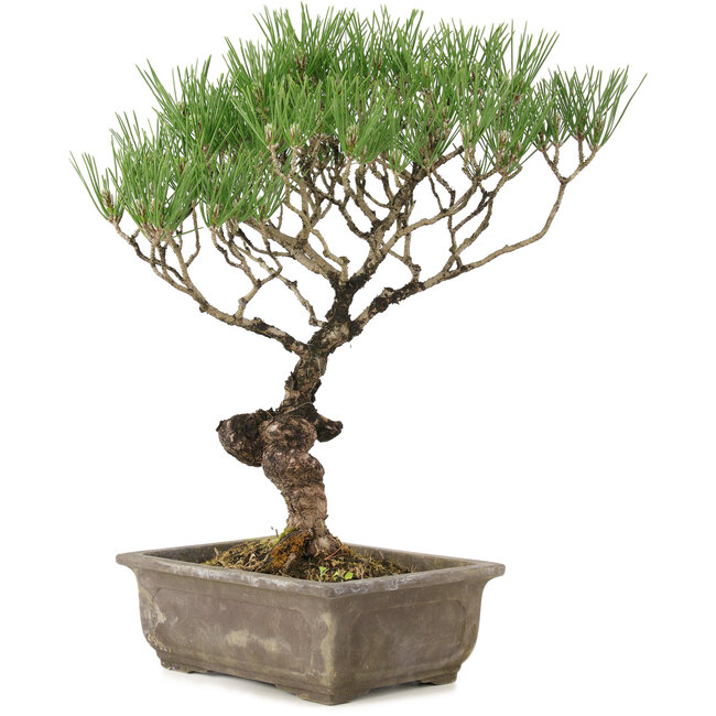 Pinus thunbergii, 35 cm, ± 20 jaar oud