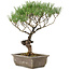 Pinus thunbergii, 35 cm, ± 20 jaar oud