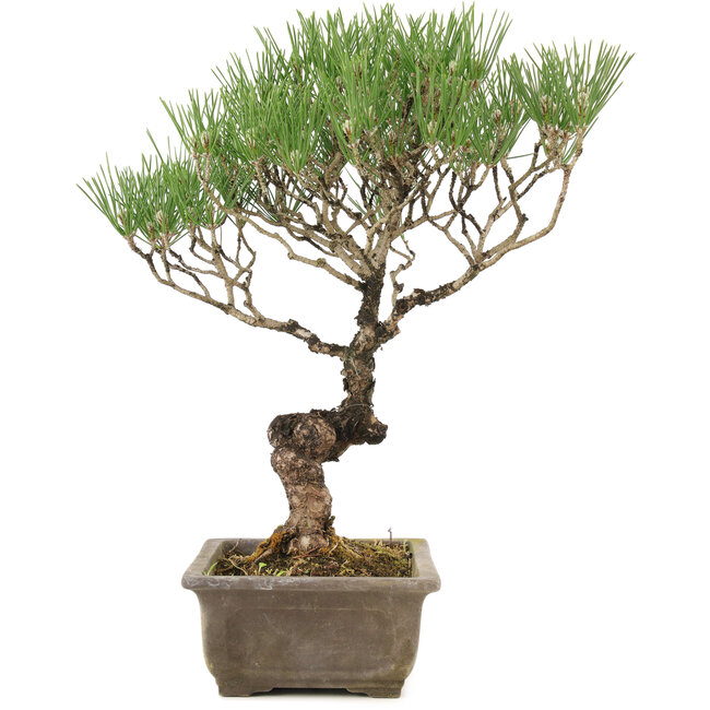 Pinus thunbergii, 35 cm, ± 20 anni