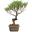 Pinus thunbergii, 35 cm, ± 20 Jahre alt