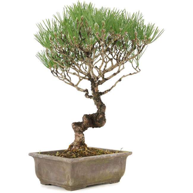 Pinus thunbergii, 35 cm, ± 20 jaar oud