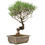 Pinus thunbergii, 35 cm, ± 20 ans