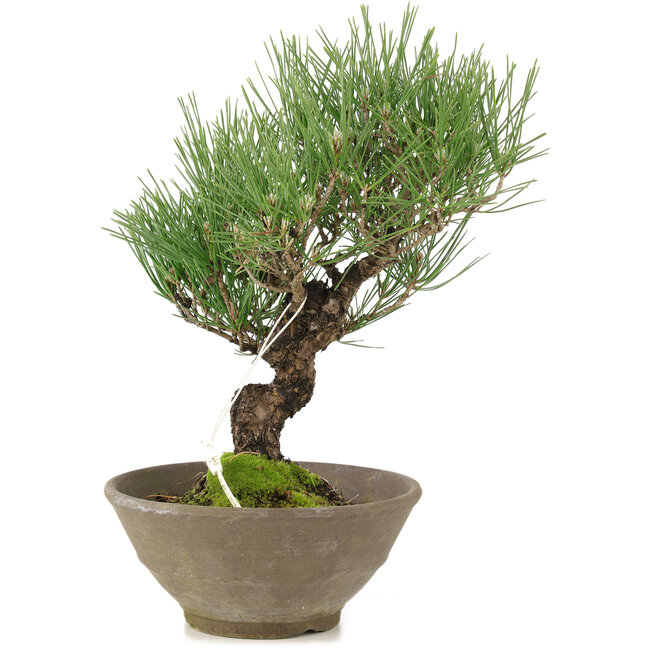 Pinus thunbergii, 26 cm, ± 20 anni