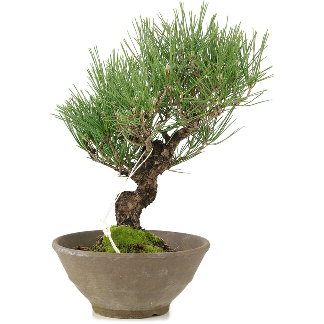 Pinus thunbergii, 26 cm, ± 20 jaar oud