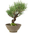 Pinus thunbergii, 26 cm, ± 20 jaar oud