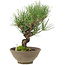 Pinus thunbergii, 26 cm, ± 20 ans