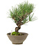 Pinus thunbergii, 26 cm, ± 20 Jahre alt