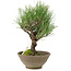 Pinus thunbergii, 26 cm, ± 20 jaar oud