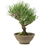 Pinus thunbergii, 26 cm, ± 20 años