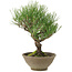 Pinus thunbergii, 26 cm, ± 20 Jahre alt