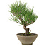 Pinus thunbergii, 26 cm, ± 20 anni