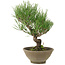 Pinus thunbergii, 26 cm, ± 20 Jahre alt