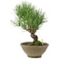 Pinus thunbergii, 26 cm, ± 20 Jahre alt