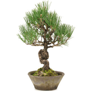 Pinus thunbergii, 29 cm, ± 20 jaar oud