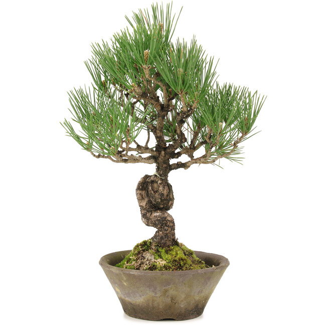 Pinus thunbergii, 29 cm, ± 20 jaar oud