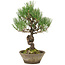 Pinus thunbergii, 29 cm, ± 20 Jahre alt
