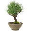 Pinus thunbergii, 26 cm, ± 20 years old