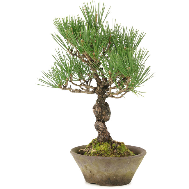 Pinus thunbergii, 29 cm, ± 20 ans