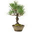 Pinus thunbergii, 29 cm, ± 20 ans