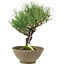 Pinus thunbergii, 26 cm, ± 20 años