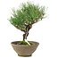 Pinus thunbergii, 26 cm, ± 20 jaar oud