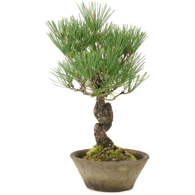 Pinus thunbergii, 29 cm, ± 20 anni