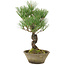 Pinus thunbergii, 29 cm, ± 20 jaar oud