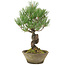 Pinus thunbergii, 29 cm, ± 20 jaar oud