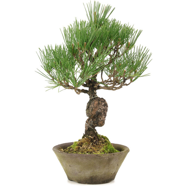 Pinus thunbergii, 29 cm, ± 20 años