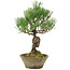 Pinus thunbergii, 29 cm, ± 20 anni