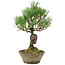 Pinus thunbergii, 29 cm, ± 20 jaar oud