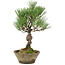 Pinus thunbergii, 29 cm, ± 20 jaar oud