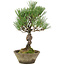 Pinus thunbergii, 29 cm, ± 20 years old