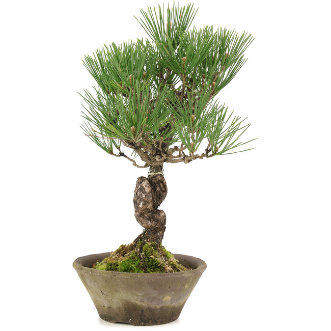 Pinus thunbergii, 29 cm, ± 20 anni
