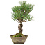 Pinus thunbergii, 29 cm, ± 20 jaar oud