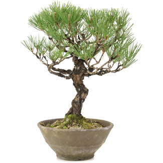 Pinus thunbergii, 28 cm, ± 20 years old