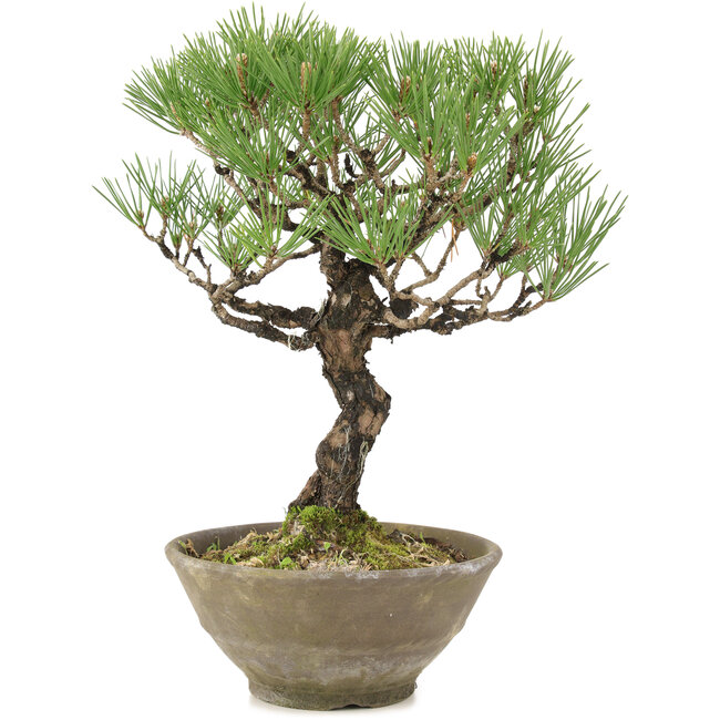 Pinus thunbergii, 28 cm, ± 20 ans