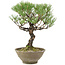 Pinus thunbergii, 28 cm, ± 20 years old