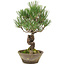 Pinus thunbergii, 29 cm, ± 20 jaar oud