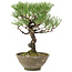 Pinus thunbergii, 28 cm, ± 20 anni